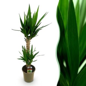 5b0e9dd6c7944a13afac1a7bfa7acd157176024a45404d1ebee3a09b465fc3ad.jpg Yucca elephantipes - Yucca - Pflegeleicht - Grün