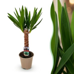 88868932cc214523bf94276de9b4496f0377d6c3ddf9445aa81512c5050067ac.jpg Yucca elephantipes - Yucca - Pflegeleicht - Grün