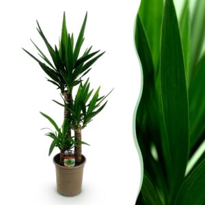 3644a48dd8664a80ae3d313f23f00410c1569e499faa4b0eb57be6f8fb1130f1.jpg Yucca elephantipes - Yucca - Pflegeleicht - Grün