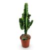 4052b1b8f77948d7af33337c4ffabe66eacdf48a92474e53ac7f549f43b6ff64.jpg Euphorbia eritrea - Afrikanischer Milchbaum - Pflegeleicht - Grün