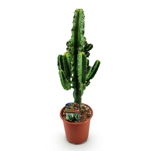 4052b1b8f77948d7af33337c4ffabe66eacdf48a92474e53ac7f549f43b6ff64.jpg Euphorbia eritrea - Afrikanischer Milchbaum - Pflegeleicht - Grün