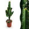 ee79c32ed25047eeabfc4d74a91358137a2565d4757e4f59a391b4d89b1a0609.jpg Euphorbia eritrea - Afrikanischer Milchbaum - Pflegeleicht - Grün