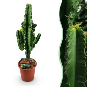 ee79c32ed25047eeabfc4d74a91358137a2565d4757e4f59a391b4d89b1a0609.jpg Euphorbia eritrea - Afrikanischer Milchbaum - Pflegeleicht - Grün