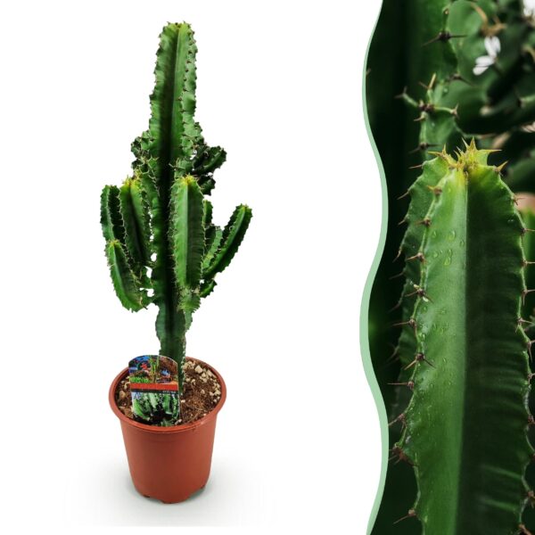ee79c32ed25047eeabfc4d74a91358137a2565d4757e4f59a391b4d89b1a0609.jpg Euphorbia eritrea - Afrikanischer Milchbaum - Pflegeleicht - Grün