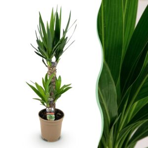 855a839ef1b64f63b03b3a154f4fda342827ccce9b36423390e8164e71a4a27d.jpg Yucca elephantipes - Yucca - Pflegeleicht - Grün