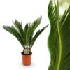 398c2d83586d476e999ac9f6d393f50b75133abd525140a496224ea5aa71a971.jpg Cycas revoluta - Palmfarn - Pflegeleicht - Grün