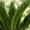 ad517f2b74b44513897cc194d3efb277311f1f650c9042bd9e29ea2744a04aac.jpg Cycas revoluta - Palmfarn - Pflegeleicht - Grün