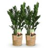 387314c58d0e4bbab906def806bd223ec3d19443928f4f288a05ede013af769a.jpg Zamioculcas - ZZ-plant - Pflegeleicht - mit Korb - Grün - 2 Pflanzen