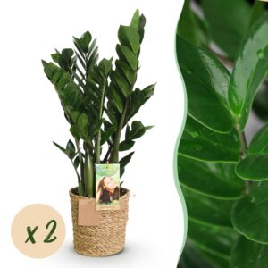 b4cca552cc844b39805b1cf860953ca554cb0d7b196b47048d3e8f87054e209f.jpg Zamioculcas - ZZ-plant - Pflegeleicht - mit Korb - Grün - 2 Pflanzen