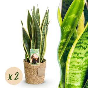 5ff559bdb1744294a588cc25c4748c427681e9e0c2ac454b8e98082f3139b82d.jpg Sanseveria Laurentii - Frauenzunge - Pflegeleicht - mit Korb - Grün - 2 Pflanzen
