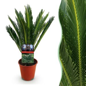 1dde303e41f742fe9df3e84572009793c5c4d1027b5d44a7844b1c81eef906ad.jpg Cycas revoluta - Palmfarn - Pflegeleicht - Grün