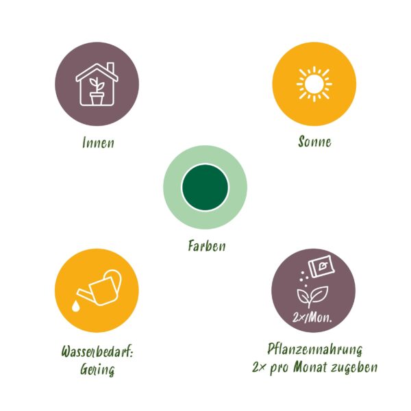 Cycas revoluta - Palmfarn - Pflegeleicht - Grün