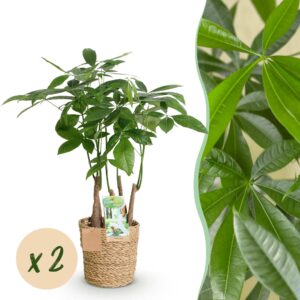 163fe7113aaf46e79b8c8ba038db0a3e1c81504fec074713acc89a4403e3cfc1.jpg Pachira Aquatica mehrstämmig - Geldbaum - Pflegeleicht - mit Korb - Grün - 2 Pflanzen