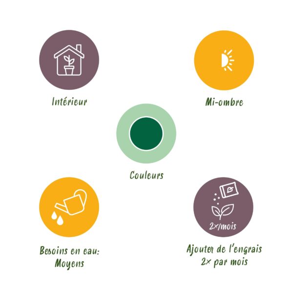 Pachira Aquatica geflochtener Stamm - Geldbaum - Pflegeleicht - mit Korb - Grün - 2 Pflanzen