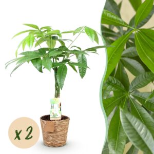 89bfe322e3ea4d13a60852c51a55816c92bcee6676d44f1baafa1c0d2e693abb.jpg Pachira Aquatica geflochtener Stamm - Geldbaum - Pflegeleicht - mit Korb - Grün - 2 Pflanzen