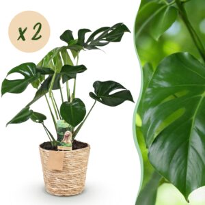 007ef3ce7e344999bb1ef797422504c3129e5f0bf9fc4afbb211fb357f65279e.jpg Monstera Deliciosa - Lochpflanze - Pflegeleicht - mit Korb - Grün - 2 Pflanzen