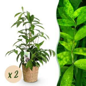 e89e41dda318467ea2f48a6c49a3dbf418ec73ae26f34c8d9294aec8c1f7aca8.jpg Dracaena surculosa - Drachenbaum - Pflegeleicht - mit Korb - Grün - 2 Pflanzen