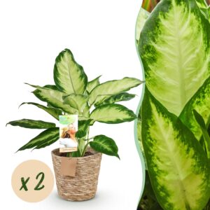 c6645fd51e3c4bd5afd4ab7c08cbc448658bda5ceb0a493888c143545e069100.jpg Diefenbachia Camilla - Dieffenbachia - Pflegeleicht - mit Korb - Grün - 2 Pflanzen