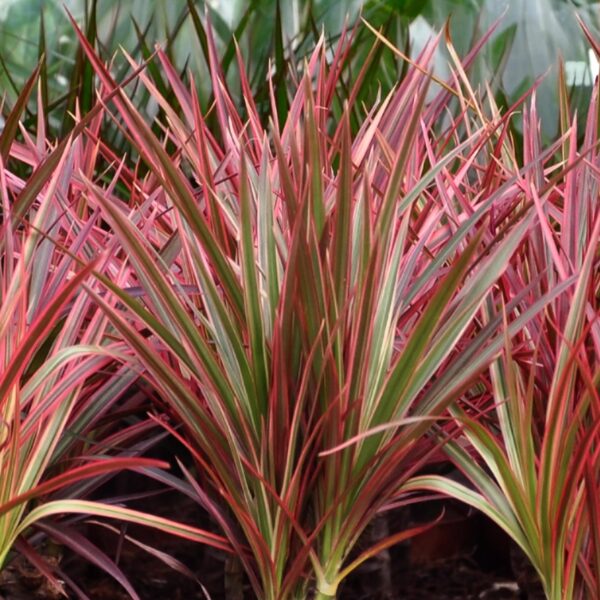 Dracaena Magenta - Drachenbaum - Pflegeleicht - mit Korb - Grün - 2 Pflanzen