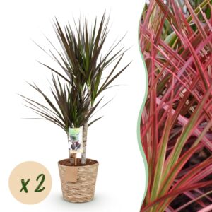 f3fa3322e95e42389043e3d89644adef8dbf5b4cb9a646ffa551b9cbc9c9f6d3.jpg Dracaena Magenta - Drachenbaum - Pflegeleicht - mit Korb - Grün - 2 Pflanzen
