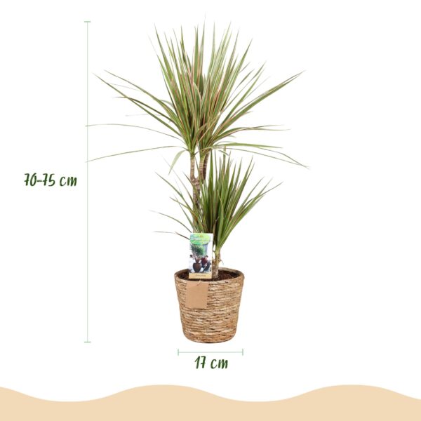 Dracaena Sunray - Drachenbaum - Pflegeleicht - mit Korb - Grün - 2 Pflanzen