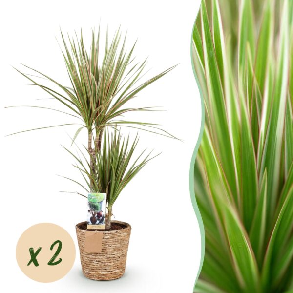 Dracaena Sunray - Drachenbaum - Pflegeleicht - mit Korb - Grün - 2 Pflanzen
