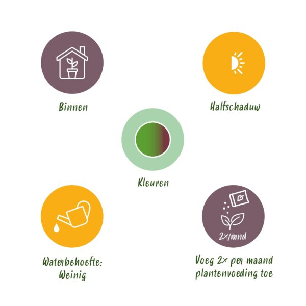 Dracaena Sunray - Drachenbaum - Pflegeleicht - mit Korb - Grün - 2 Pflanzen