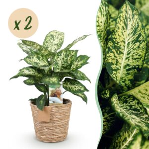 6143d578efc24a9eb7e9b613ff95869016ef9006411c4086ae0bbadca0b795ef.jpg Diefenbachia Compacta - Dieffenbachia - Pflegeleicht - mit Korb - Grün - 2 Pflanzen