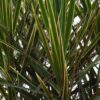 238c445b310b4032a74877c54b886ec591a3eb157f0a4b7d9009b8665b759b1d.jpg Dracaena Marginata - Drachenbaum - Pflegeleicht - mit Korb - Grün - 2 Pflanzen