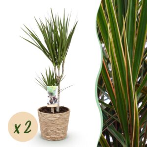 fa86aaabde0a4cd698959199eb9a472cefbd94a42ab645ccb4b5d7bb9a96ca6b.jpg Dracaena Marginata - Drachenbaum - Pflegeleicht - mit Korb - Grün - 2 Pflanzen