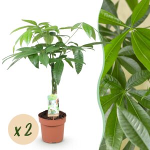 cd3328df3e114393be969cf4eb85df39772e5aea1cac4811bba8c0962ca6abca.jpg Pachira Aquatica geflochtener Stamm - Geldbaum - Pflegeleicht - Grün - 2 Pflanzen