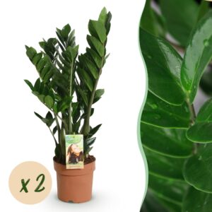 4aa69c02220e4c2b9e20de1ff04240bde775cce76cdf4b67b0159255022b4b2f.jpg Zamioculcas - ZZ-plant - Pflegeleicht - Grün - 2 Pflanzen