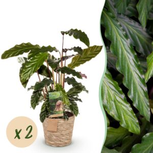 cbc3b10901964af29f85abf5a88b00ca2eebf2bb28a44862a6ee2ea8c9185c72.jpg Calathea Rufibarba - Pfauenpflanze - Pflegeleicht - mit Korb - Grün - 2 Pflanzen