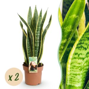974ecde12b5448c1915c5bb7f210324bf3e1ad9d2950433682fedf0ed1bf5989.jpg Sanseveria Laurentii - Frauenzunge - Pflegeleicht - Grün - 2 Pflanzen