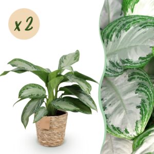 e1e1c19f5329415ca6301b2f2a075a6b1e9ad90f367d4dc8aafb20ac5133760e.jpg Aglaonema Silver Bay - Silverleaf - Pflegeleicht - mit Korb - Grün - 2 Pflanzen