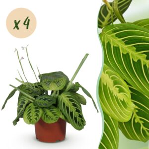 Maranta Fascinator Lemon Lime - Gebetspflanze - Haustierfreundlich - Grün - 4 Pflanzen