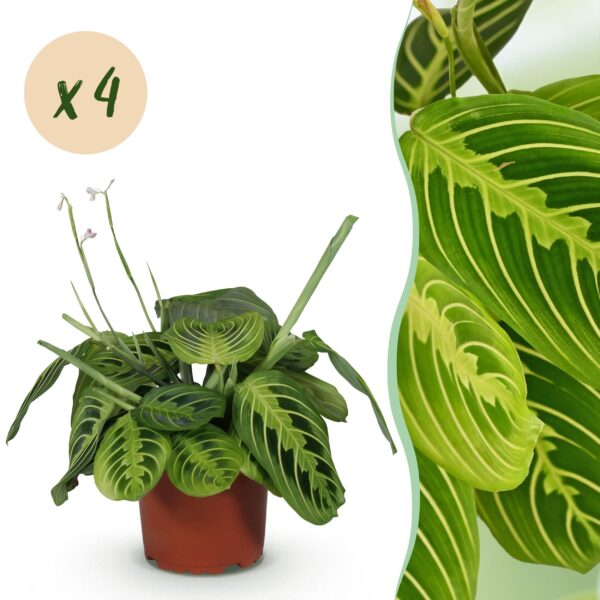 Maranta Fascinator Lemon Lime - Gebetspflanze - Haustierfreundlich - Grün - 4 Pflanzen