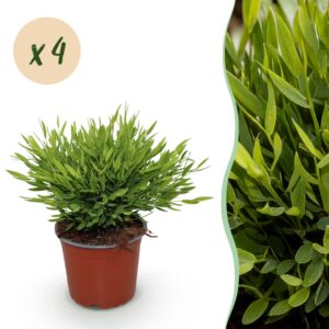 Bamusa Pogonatherum Monica - Bambusgras - Haustierfreundlich - Grün - 4 Pflanzen