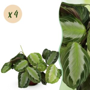 Maranta Fascinator Silverband - Gebetspflanze - Haustierfreundlich - Grün - 4 Pflanzen