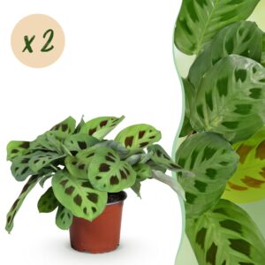 Maranta Fascinator Kerchoveana - Gebetspflanze - Haustierfreundlich - Grün - 2 Pflanzen