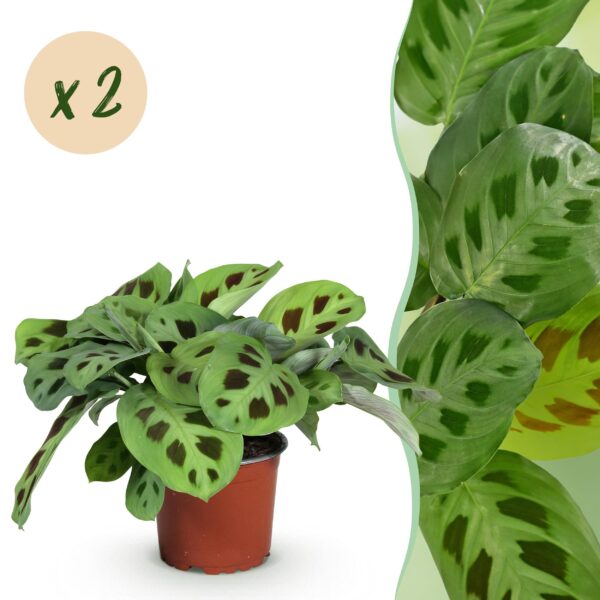 Maranta Fascinator Kerchoveana - Gebetspflanze - Haustierfreundlich - Grün - 2 Pflanzen