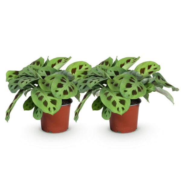 Maranta Fascinator Kerchoveana - Gebetspflanze - Haustierfreundlich - Grün - 2 Pflanzen