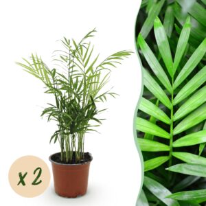 Chamaedorea elegans - Goldpalme - Haustierfreundlich - Grün - 2 Pflanzen