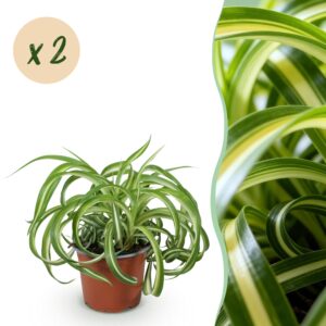 7b7f0e33f18547eea706252f7d8b922218e6c917c40542d2adfca0961bad58e8.jpg Chlorophytum comosum Bonnie - Krause Graslilie - Haustierfreundlich - Farbenfroh - 2 Pflanzen