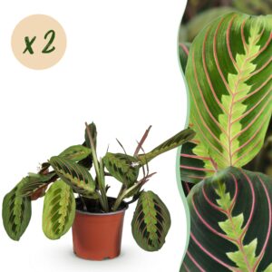 90de753e018a4a698b6f1db3c9808f3dbd13d85111424a67a6bcafd0f0ed56cb.jpg Maranta Fascinator Tricolour - Gebetspflanze - Haustierfreundlich - Grün - 2 Pflanzen