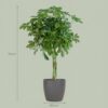 Schefflera Arab Nora mit Viber grau