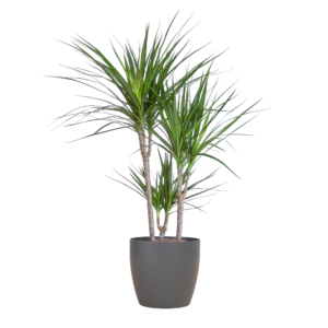 53b5eb456e6c4cde8d6b9849038435f1195882c0f26642c8aab3475129c46da2.png Dracaena Marginata mit Viber-Topf grau