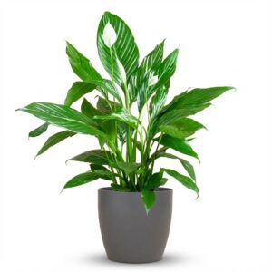 54752e169ff2417791ba50d5434353ad8939d2c6de8f4a9d87d200f0913d254a.jpg Spathiphyllum mit Viber grau