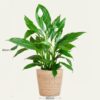 Spathiphyllum mit Korb Sofia natur