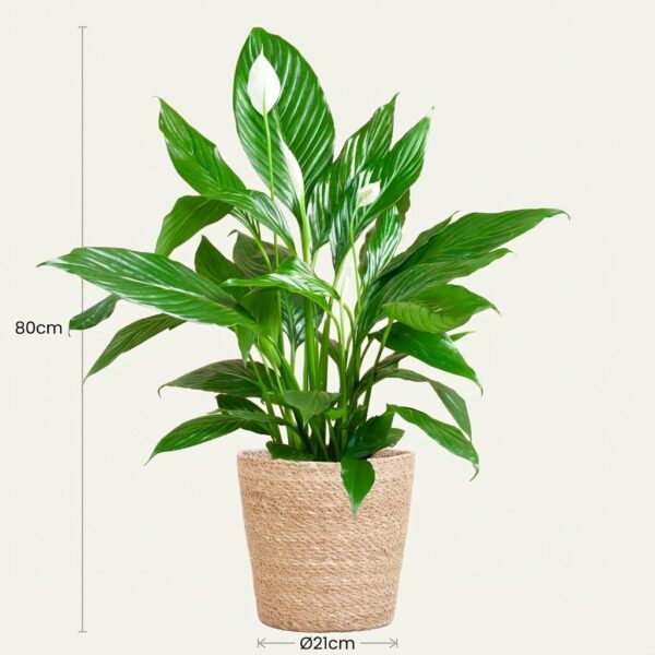 Spathiphyllum mit Korb Sofia natur